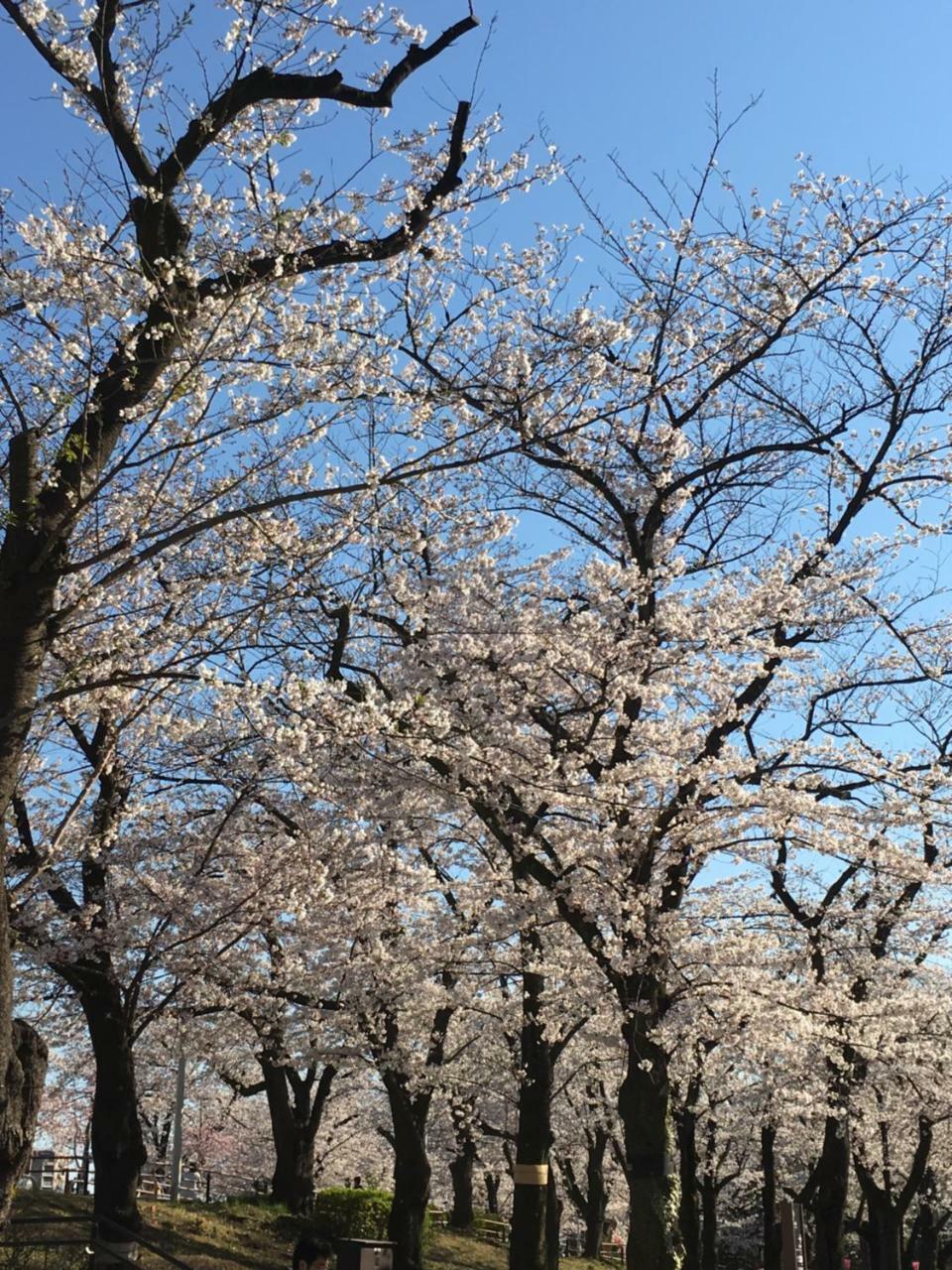 Ryokan Nakadaya Tokyo Dış mekan fotoğraf